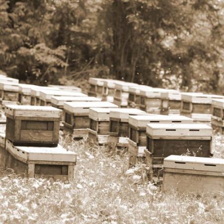 令和5年 熊本県花粉交配用ミツバチ対策協議会ダニ対策に係る調査用資材導入の一般競争入札