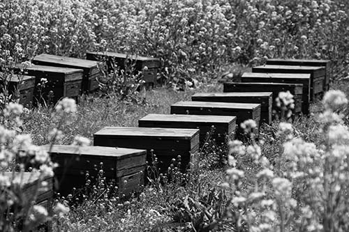 令和６年 熊本県花粉交配用ミツバチ対策協議会ミツバチ増殖の実証に要する資材の入札